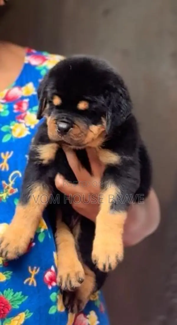Rottweiler Puppies
