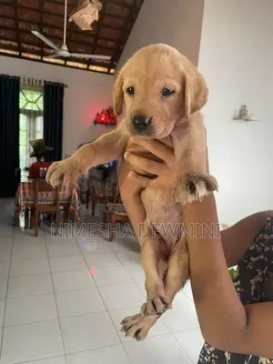 Labrador Puppy