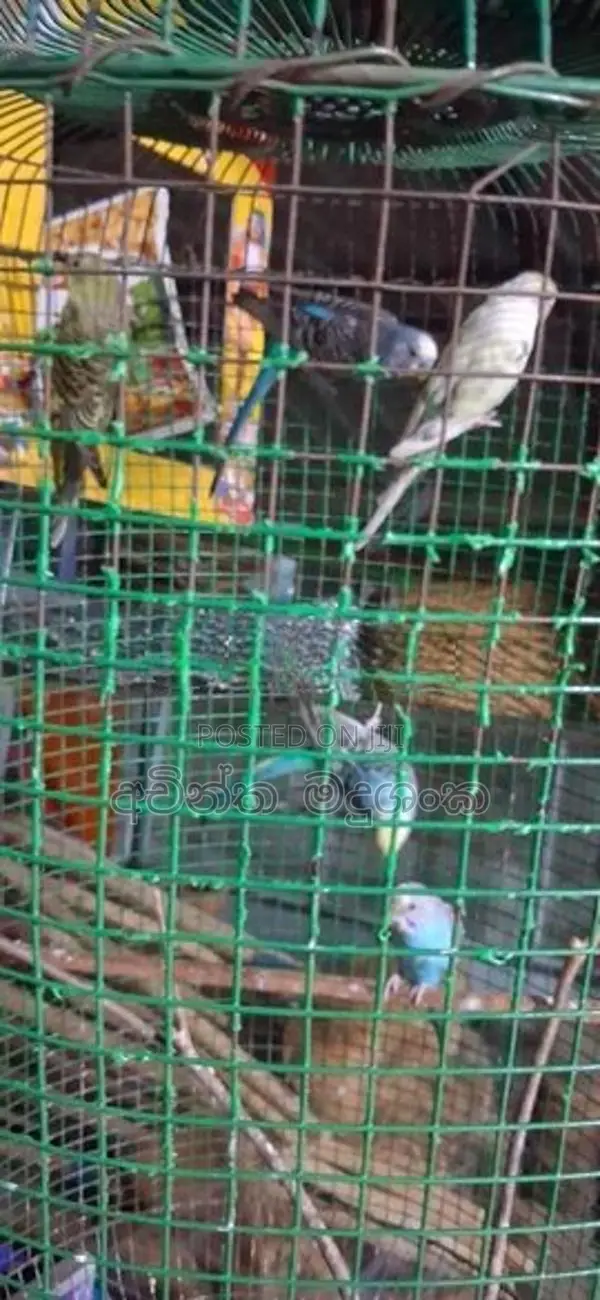 Love Birds