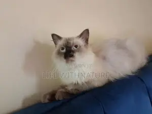 Persian Cats