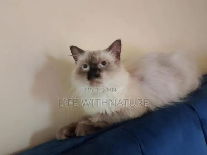 Persian Cats
