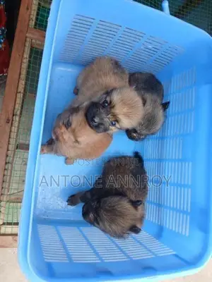 pomeranian puppies