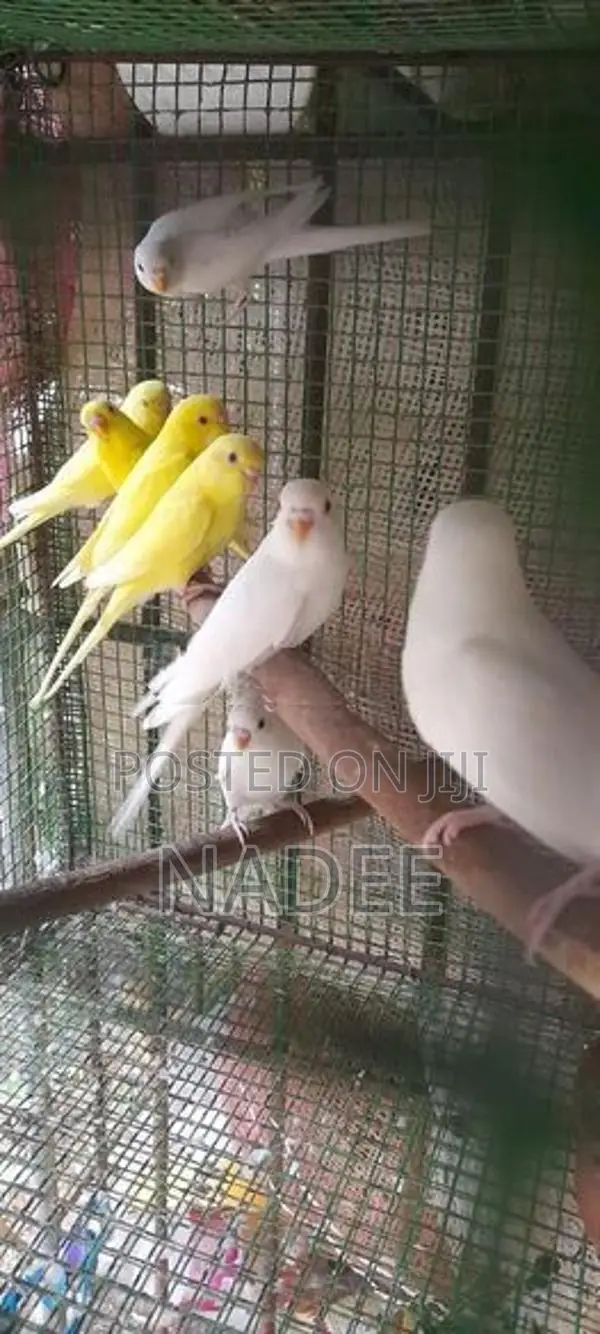 Red eye Love bird