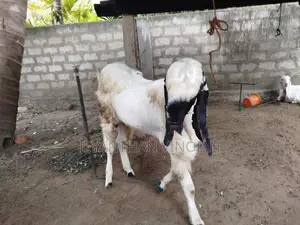 கிடாய் ஆடு