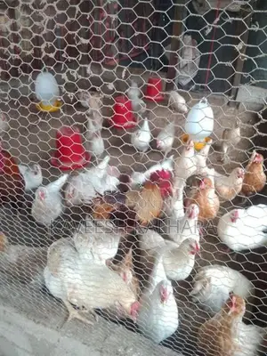 බිත්තර දමන කිකිළියන්