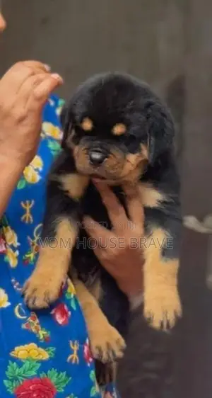 Rottweiler Puppies