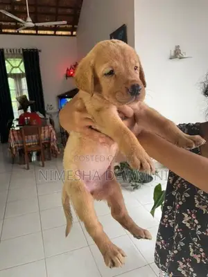 Labrador Puppy