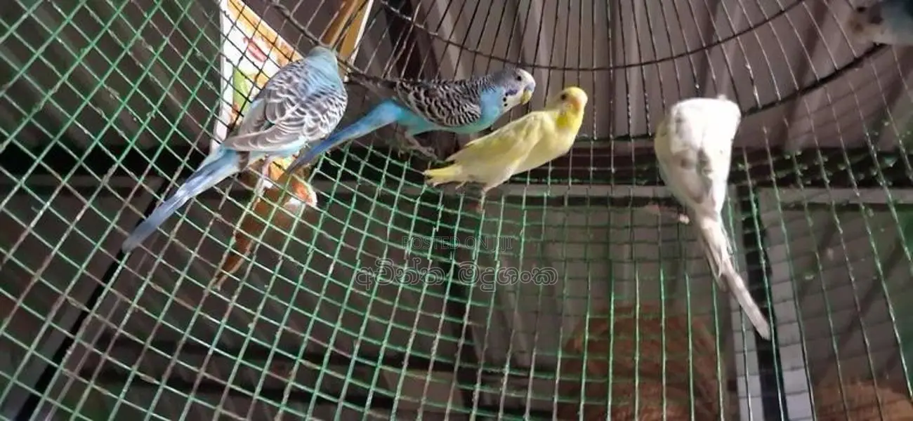 Love Birds