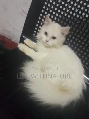 Persian Cats