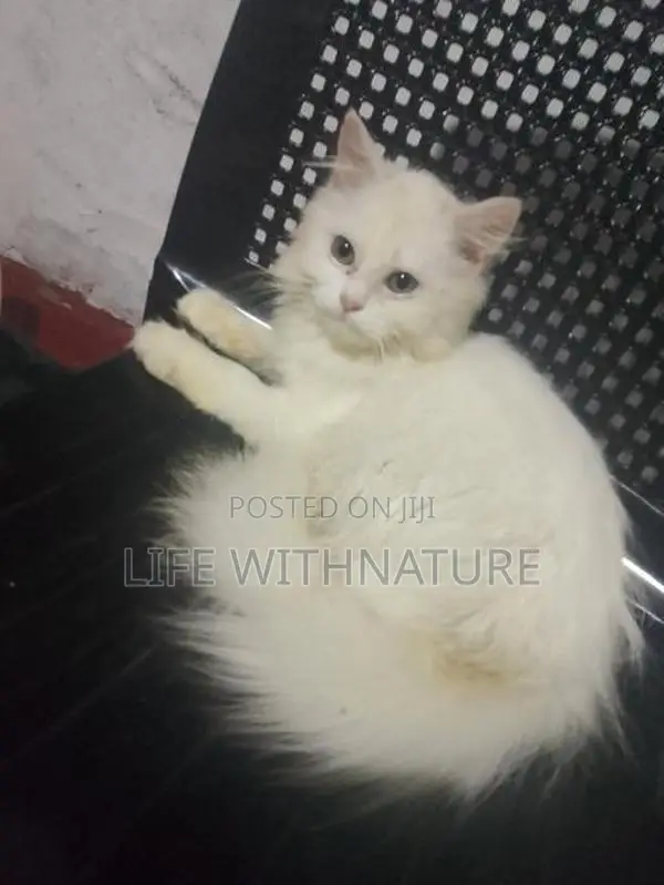 Persian Cats