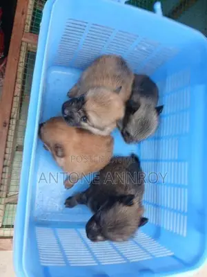 pomeranian puppies