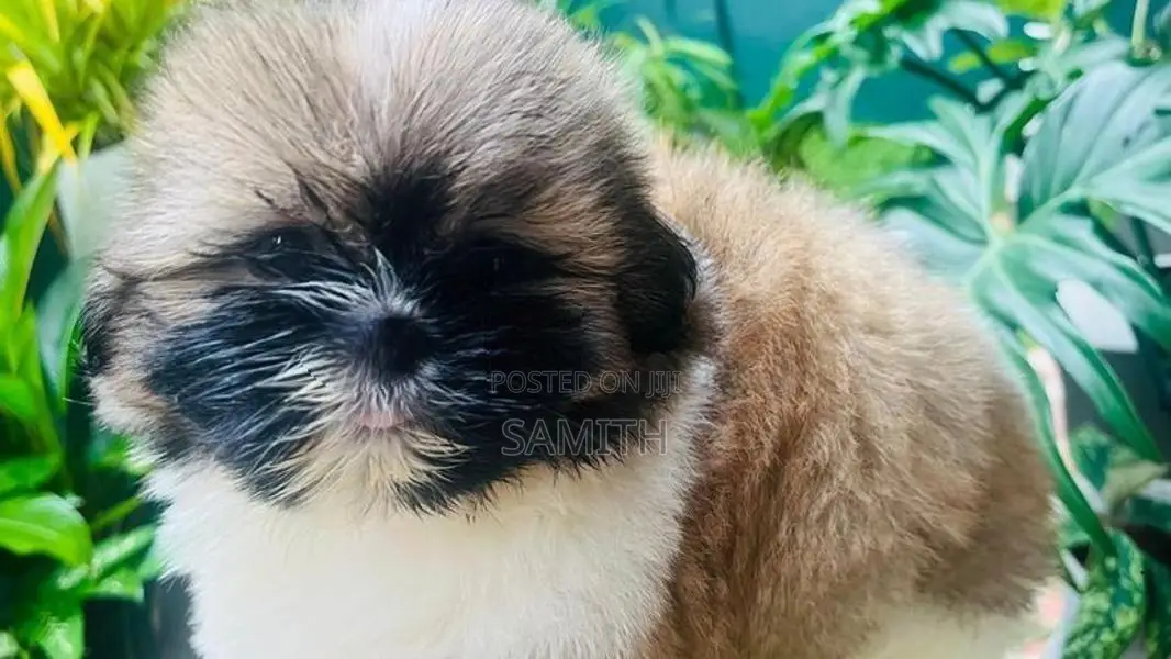Shih Tzu Puppy