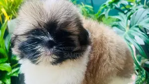 Shih Tzu Puppy