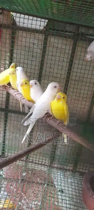 Red eye Love bird