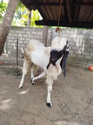 கிடாய் ஆடு