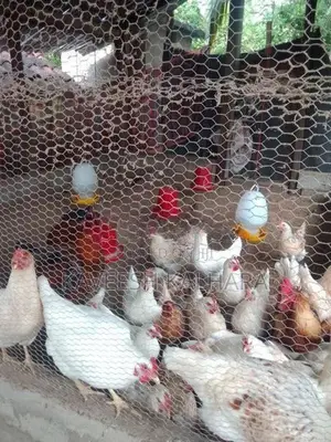 බිත්තර දමන කිකිළියන්