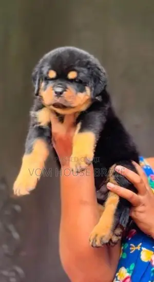 Rottweiler Puppies