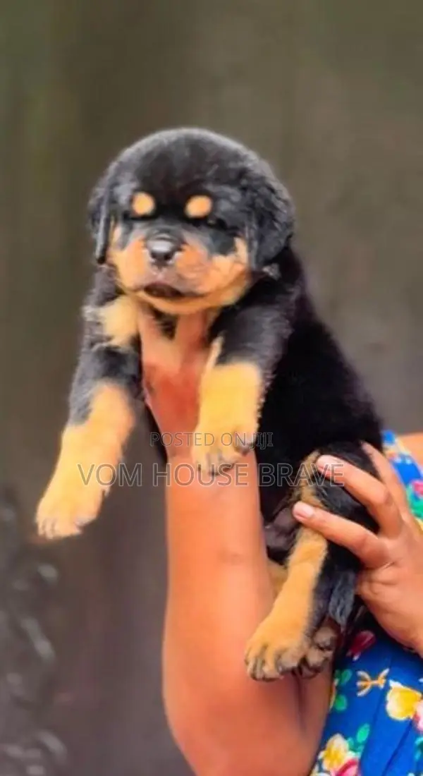Rottweiler Puppies