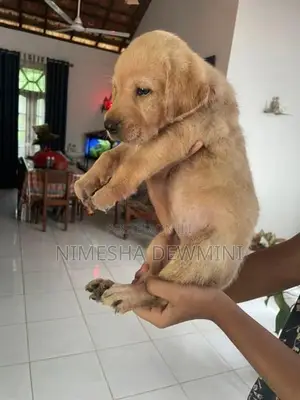 Labrador Puppy