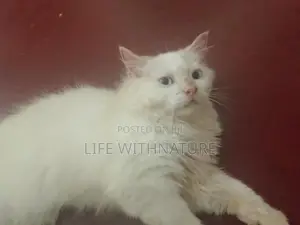 Persian Cats