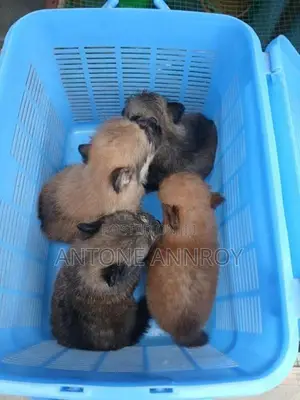 pomeranian puppies
