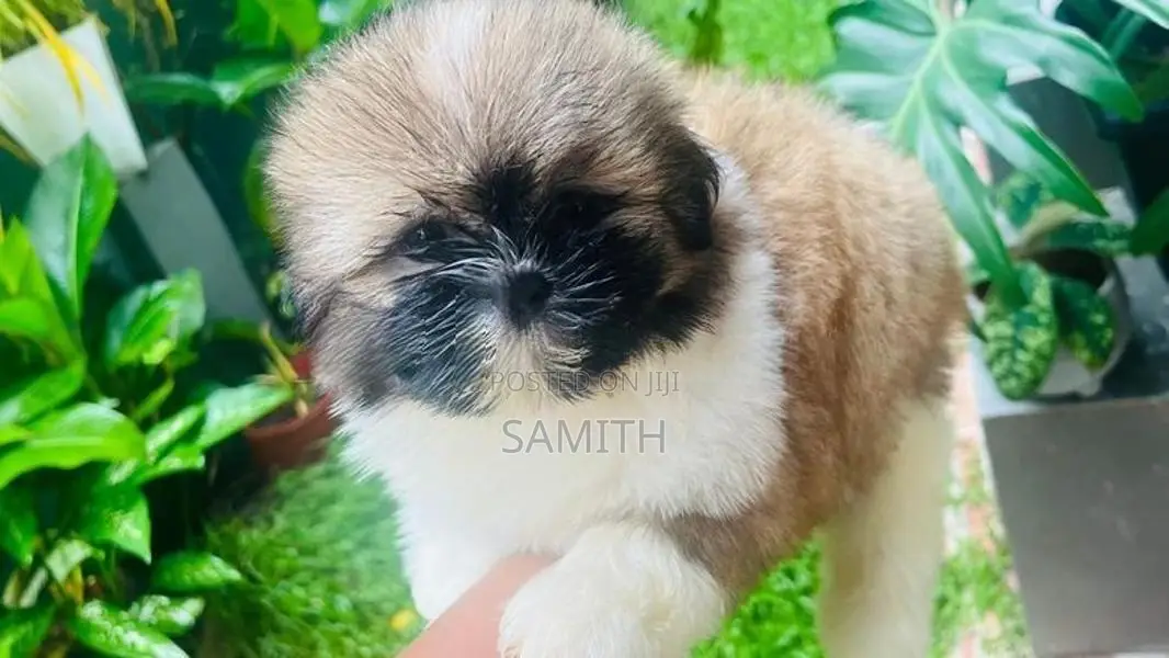 Shih Tzu Puppy
