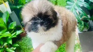 Shih Tzu Puppy