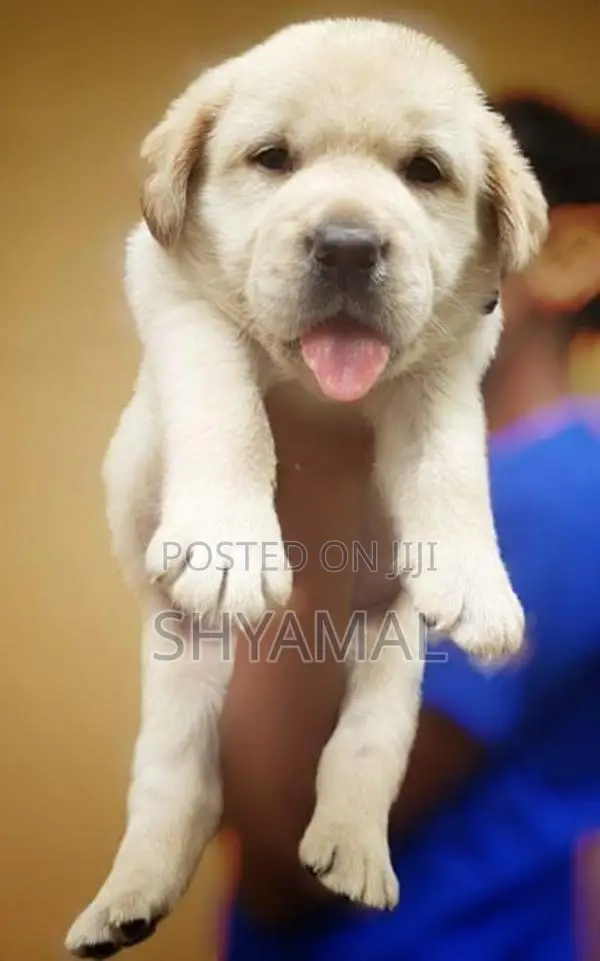 labrador retrieve puppies