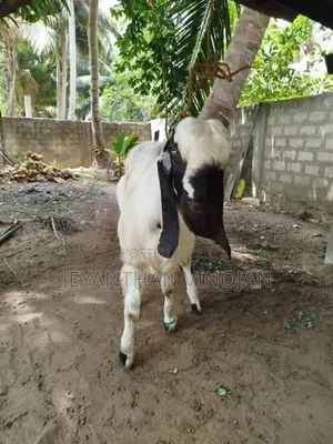 கிடாய் ஆடு