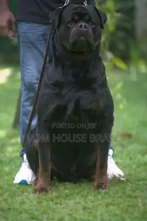 Rottweiler Puppies