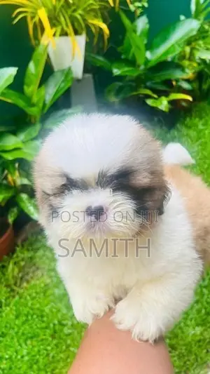 Shih Tzu Puppy