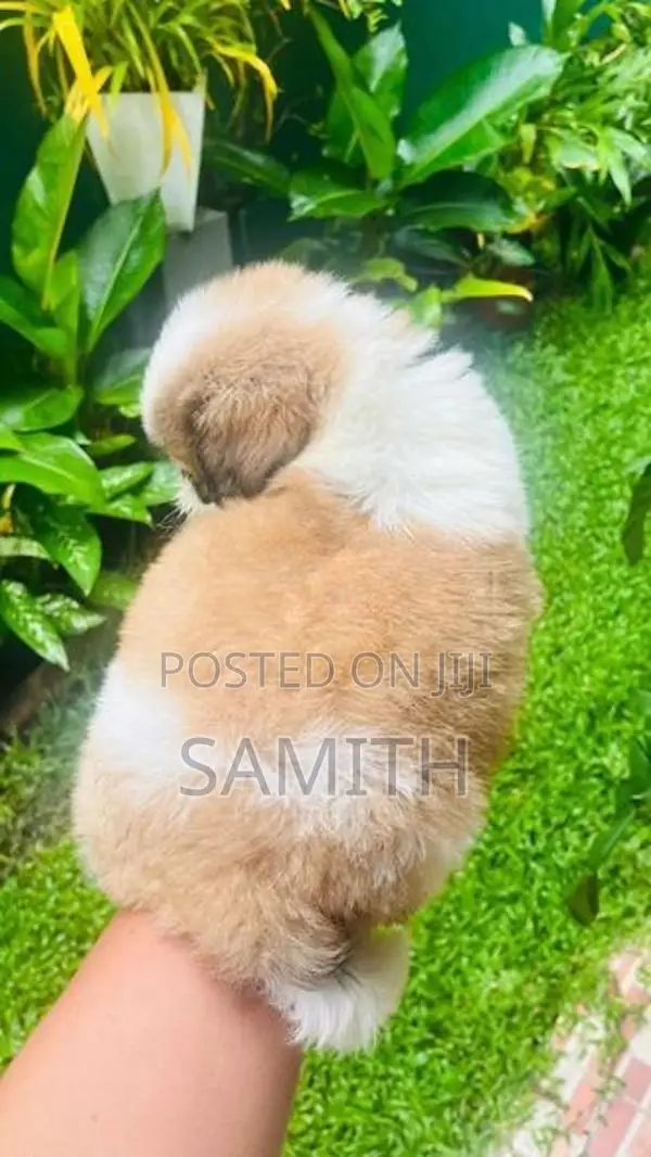 Shih Tzu Puppy