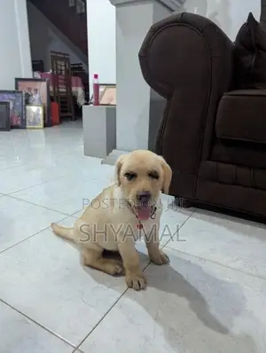 labrador retrieve puppies