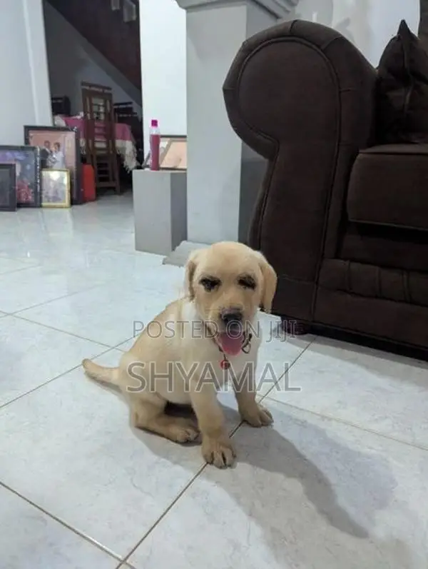 labrador retrieve puppies