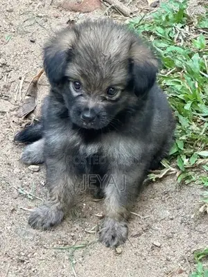 Pomeranian Puppies