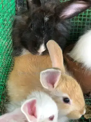Angora Rabbit