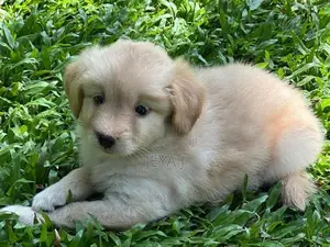 Pomeranian Puppies
