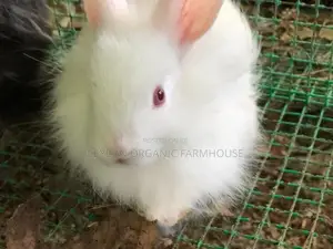 Angora Rabbit
