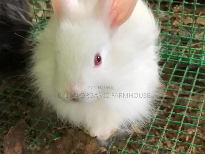 Angora Rabbit