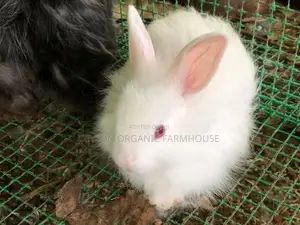 Angora Rabbit