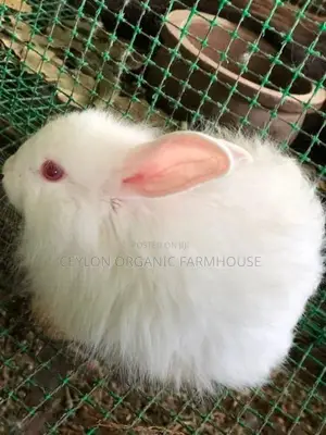 Angora Rabbit