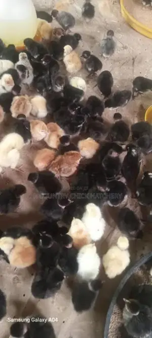 Naked Neck Chick