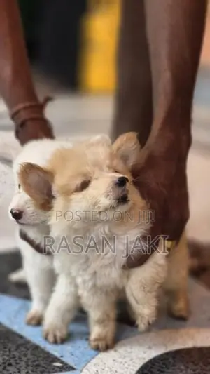 Pomeranian Puppy