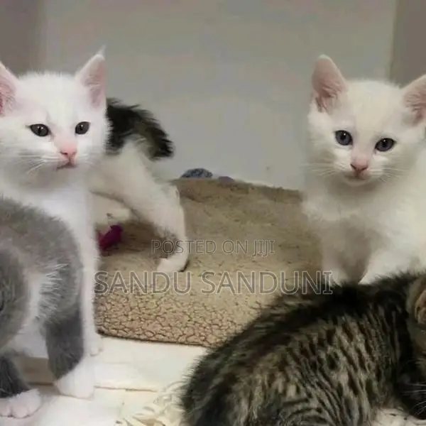 Persian Cat