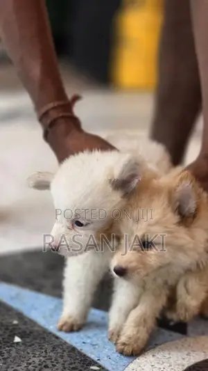 Pomeranian Puppy