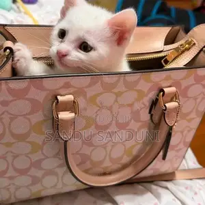 Persian Cat