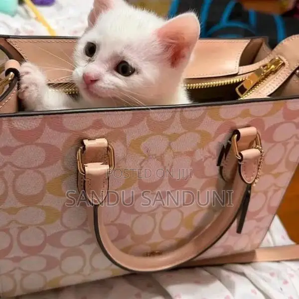 Persian Cat
