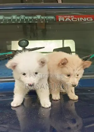 Pomeranian Puppy