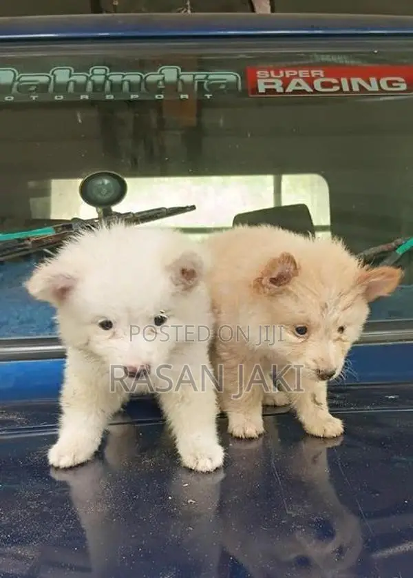 Pomeranian Puppy