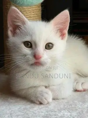 Persian Cat